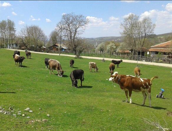 Samsun’da MHPli belediye köy meydanını çuval fabrikasına sattı: Köylü adalet arıyor