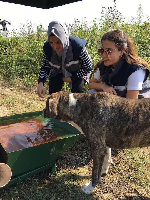 İlkadım Belediyesi’nden iyilik hareketi: Can dostlara su ve mama yardımı