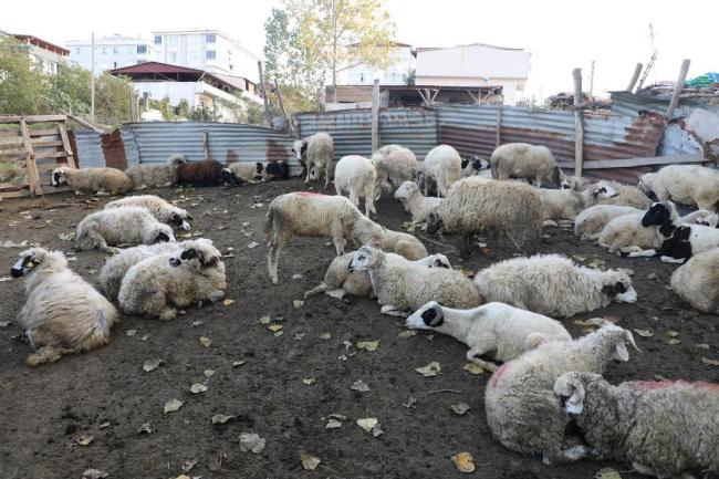 İlkadım’daki hayvan ahırlarına müdahale