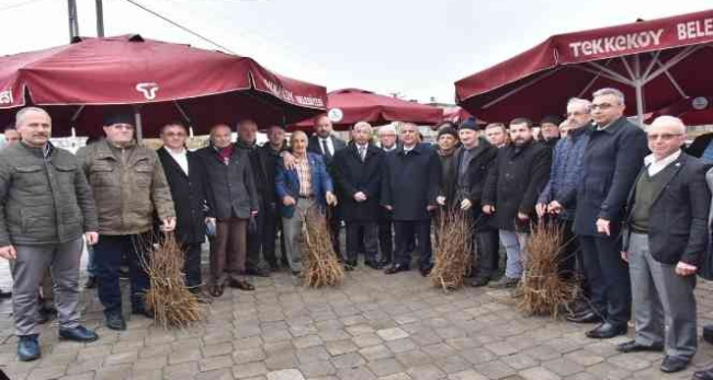 Tekkeköy’de çiftçilere 2 bin 500 kestane fidanı dağıtıldı