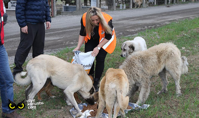 Atakum’da sokak canlıları yalnız değil… 32 ton mama desteği verildi