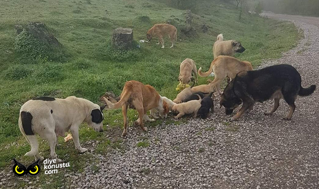 Ender Çıkla: Can dostlarımızın uyutulmasını asla kabul etmiyoruz