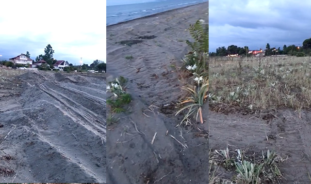 Samsun’da tanıdık katliam! Doğa Koruma müdürlüğü koruma altındaki zambakları katletti