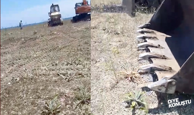 Samsun’da tanıdık katliam! Doğa Koruma müdürlüğü koruma altındaki zambakları katletti