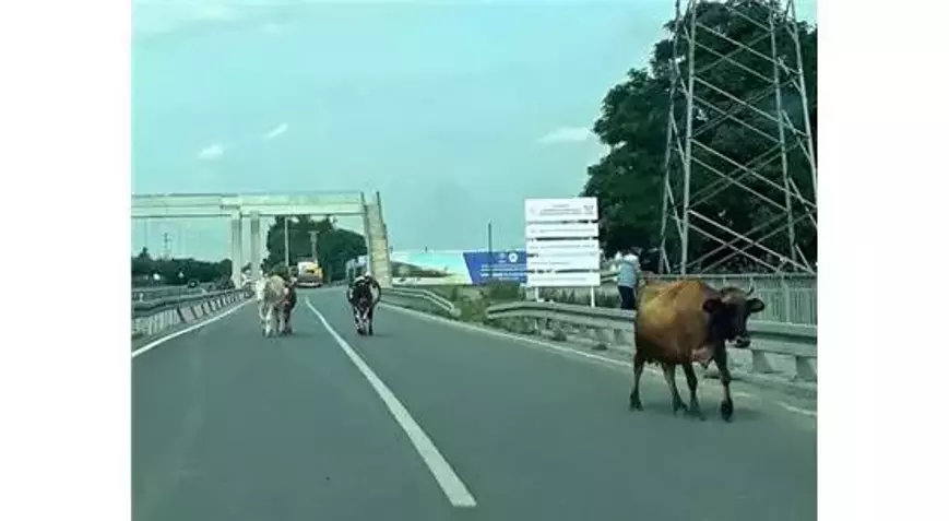 Çılgın çoban inekleri Karadeniz sahil yoluna saldı