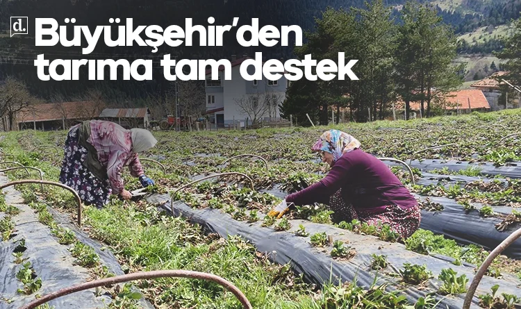 Büyükşehir’den tarıma tam destek: Üretici kazanıyor, Samsun üretiyor
