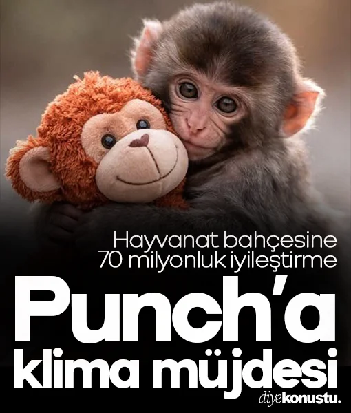 Maymun Punch'a klima müjdesi: Hayvanat bahçesine 70 milyonluk iyileştirme