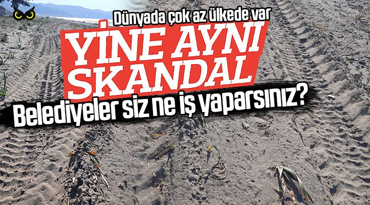 Samsun’da ikinci endemik skandal: Kum zambakları yine talan edildi