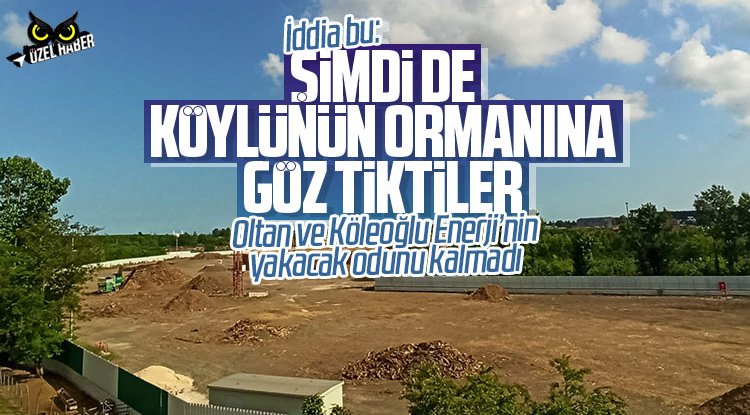 Samsun’da Çarşamba Ovası’na kurulan santralin yakacak odunu kalmadı: Şirketin hedefi özel ormanlar