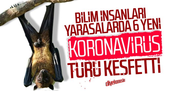 Korkutan keşif; Yarasalar 6 yeni koronavirüs türü taşıyor