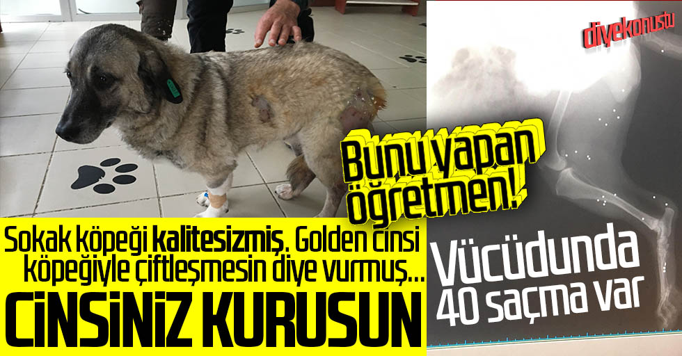 Samsun’da sözde öğretmenden sokak köpeğine kurşun!