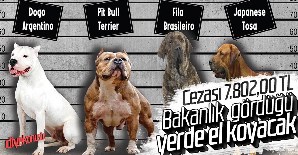 Bakanlık duyurdu: Pitbull’lar ve o ırklar toplanıyor