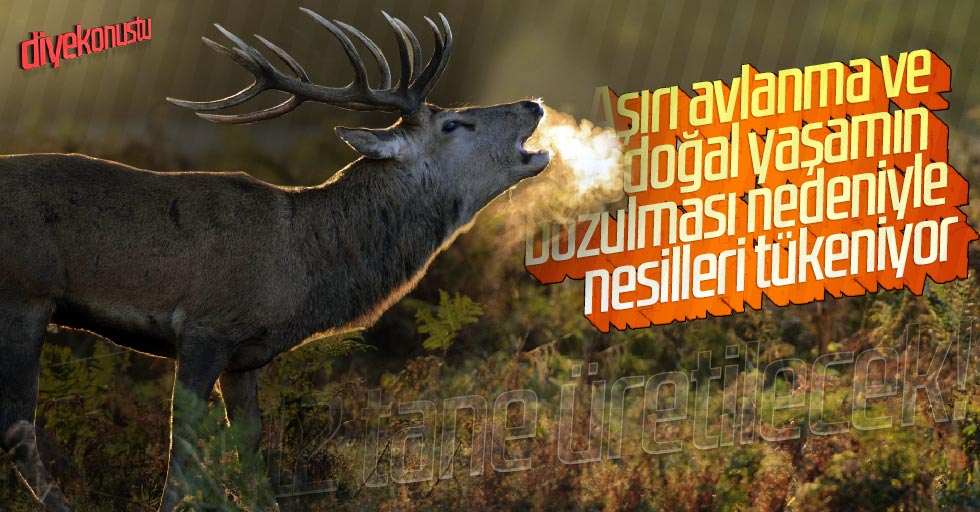 Aşırı avlanma nesillerini tüketiyor