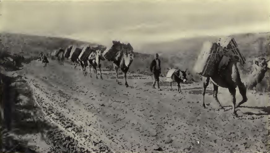 Bir Amerikalı’nın gözünden 100 yıl önce Samsun Bağdat yolu