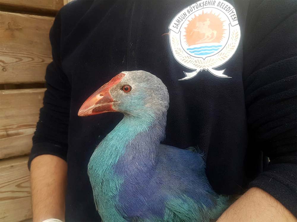 Kuş Cenneti’nin simgesi Saz Horozu tedavi altında
