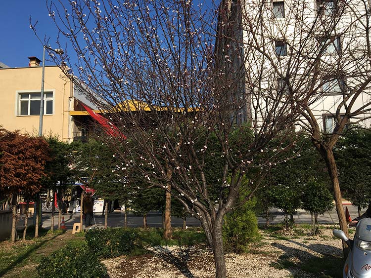 Meyve ağaçları ‘yalancı bahar’a aldandı