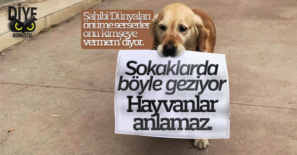 Sevimli köpek Mişha’dan hayvana şiddete dövizli tepki