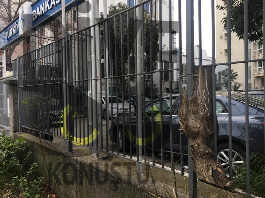 Ağacı öyle bir kestiler ki…