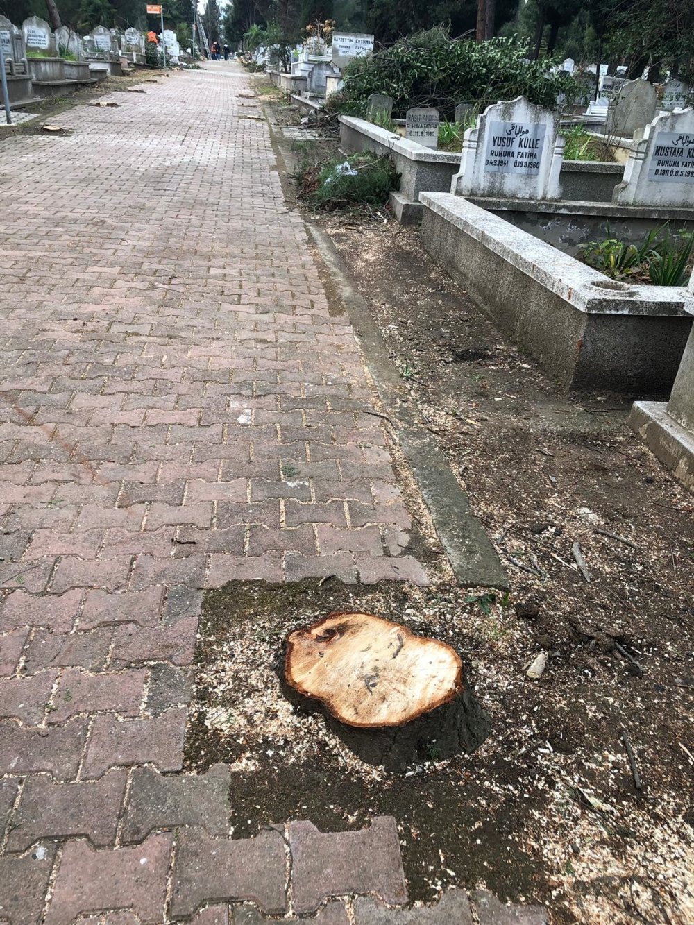 Samsun’da ağaç katliamı