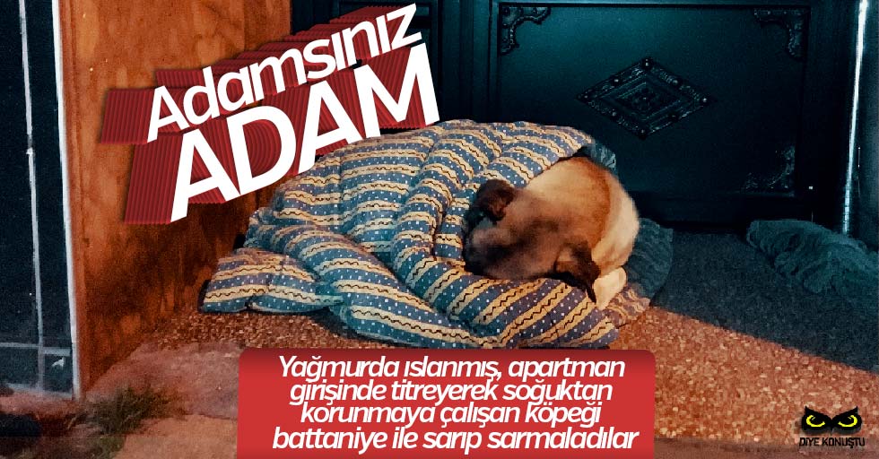 Soğuktan titreyen köpeği, battaniye ile ısıttılar