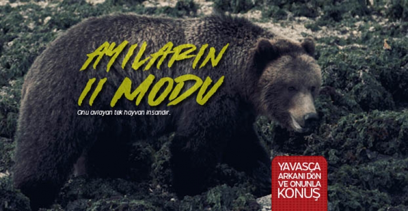 Ayıların bilinmeyen 10 özellikleri