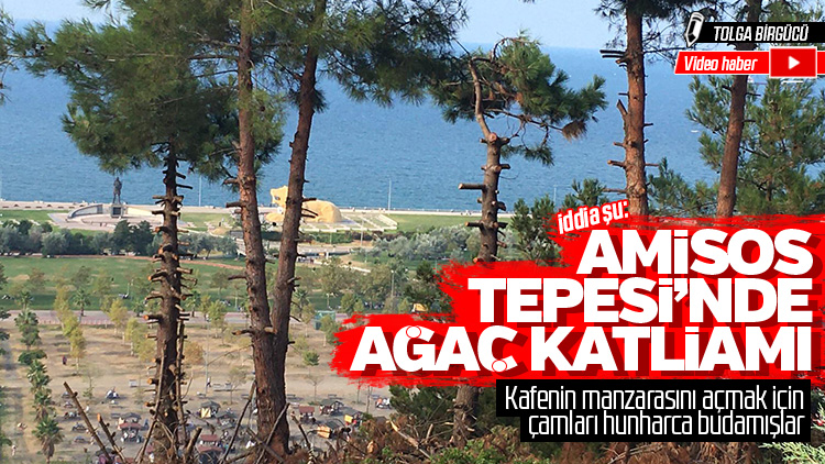 AKP’li belediyenin tesisindeki ağaçlar manzara için mi kesildi?