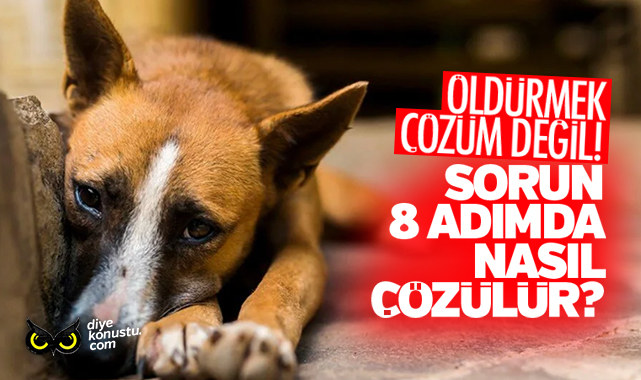 Sokak köpekleri sorunu 8 adımda nasıl çözülür?
