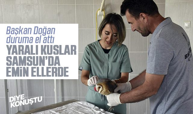 Başkan Doğan duruma el attı.. Samsun’da yaralı kuşlara yeniden şefkat eli…