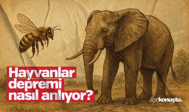 Hayvanlar depremi nasıl anlıyor? İşte depremi önceden hisseden hayvanlar