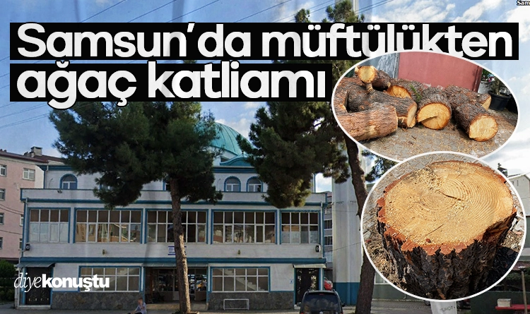 Samsun’da müftülükten ağaç katliamı! Cami önündeki ağaçları güneş koruyucu koymak için kestiler