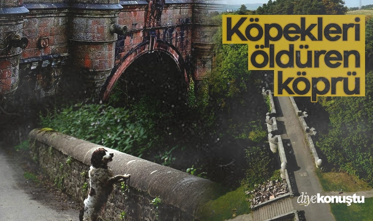 Köpeklerin ölüm köprüsü: Overtoun’un çözülemeyen gizemi