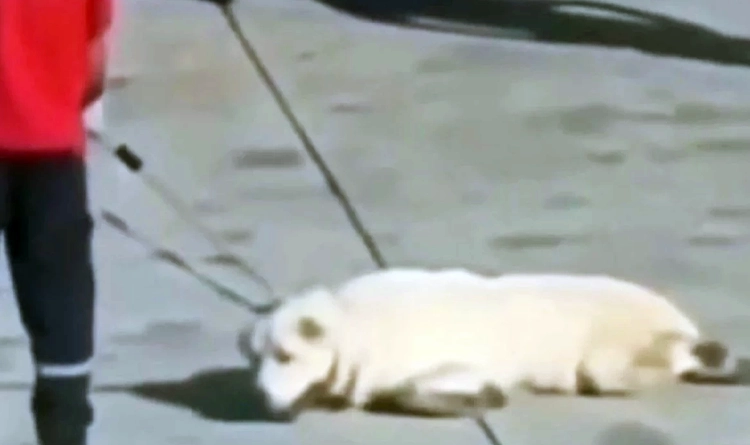 Havalimanında köpeğe eziyet açıklaması