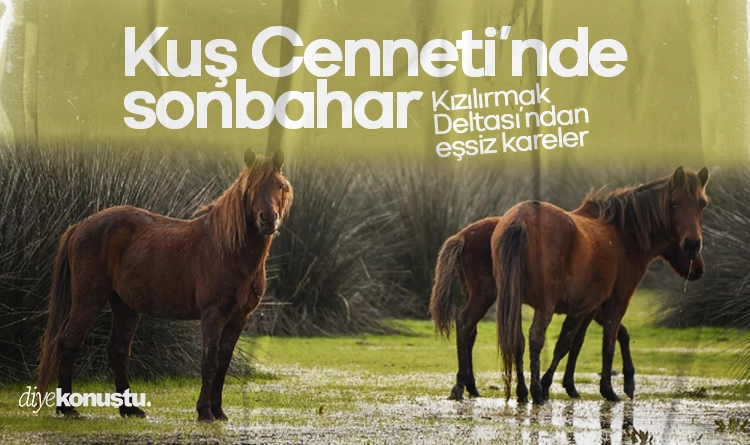 Kuş Cenneti’nde sonbahar şöleni: Kızılırmak Deltası’ndan eşsiz kareler