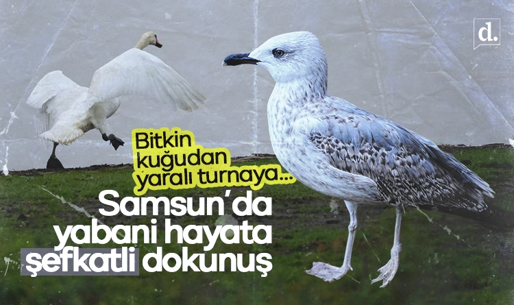 Samsun’da yabani hayata şefkatli dokunuş: Bitkin kuğudan yaralı turnaya…