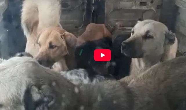 Samsun’da Kavak Belediyesi kış günü köpekleri ölüme terk etti