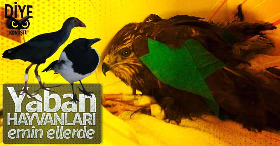 Kuş Cenneti’nde yaban hayvanları emin ellerde