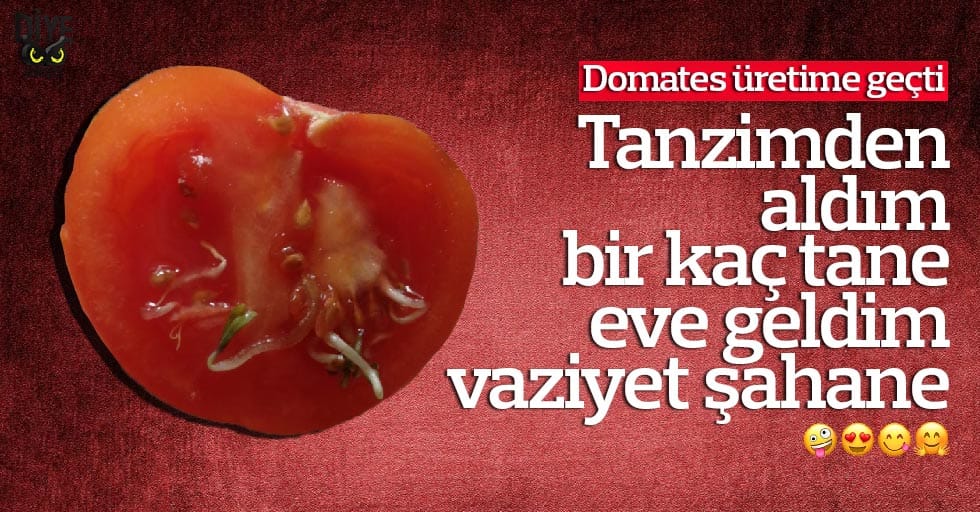 Samsun'da domates üretime geçti!