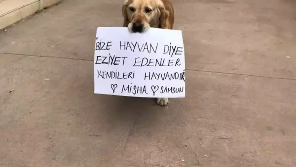 Samsunda kopegi Misha ile hayvana siddete tepki gosterdi