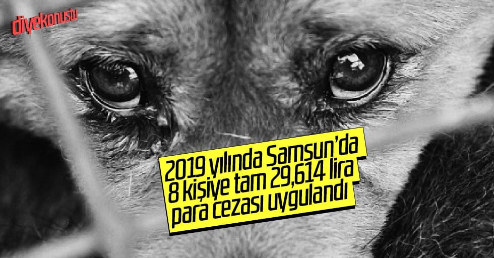 Samsun’da hayvana şiddete 30 bin TL ceza!