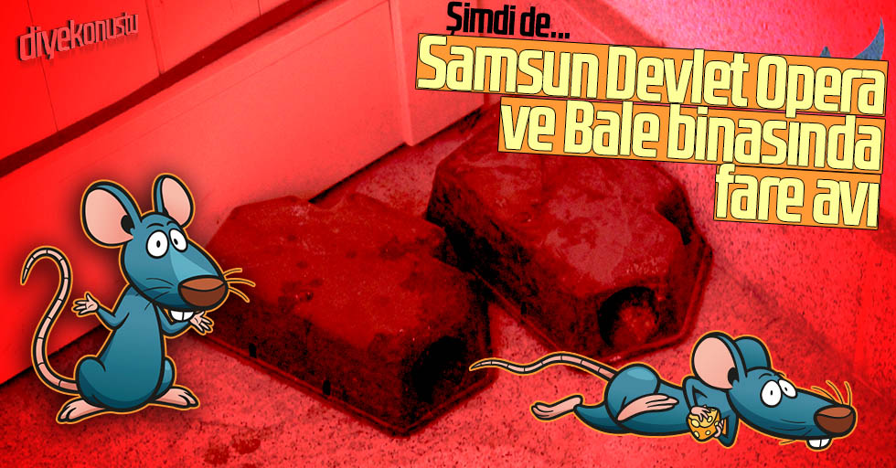 Samsun opera binasında fare avı!