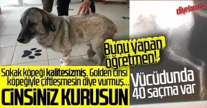Samsun’da sözde öğretmenden sokak köpeğine kurşun!