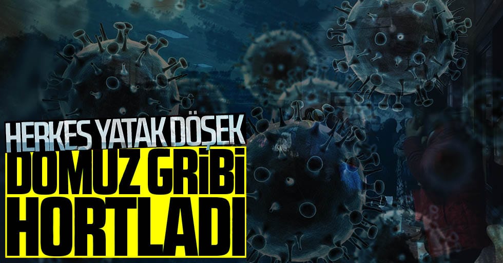 Samsun’da domuz gribi tehlikesi!