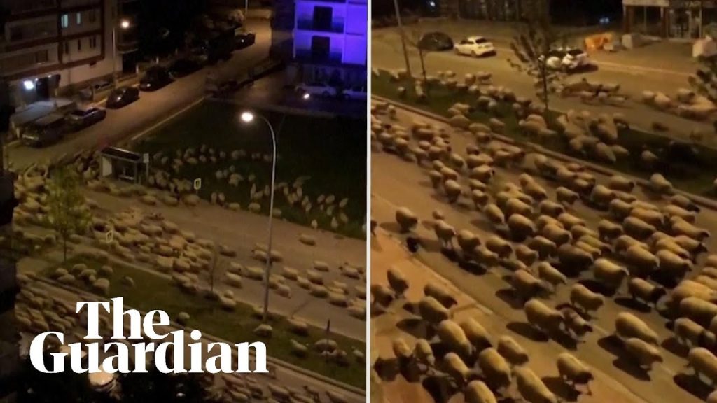 Samsun’daki koyun sürüsü dünya gündeminde