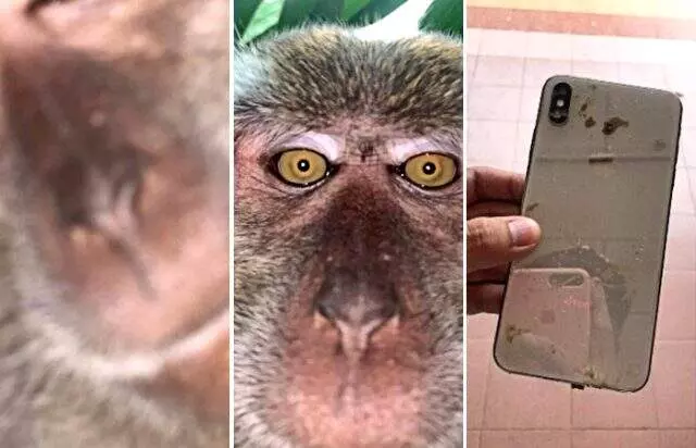 Ormanda bulunan kayıp telefonun galerisinden maymun selfie’leri çıktı