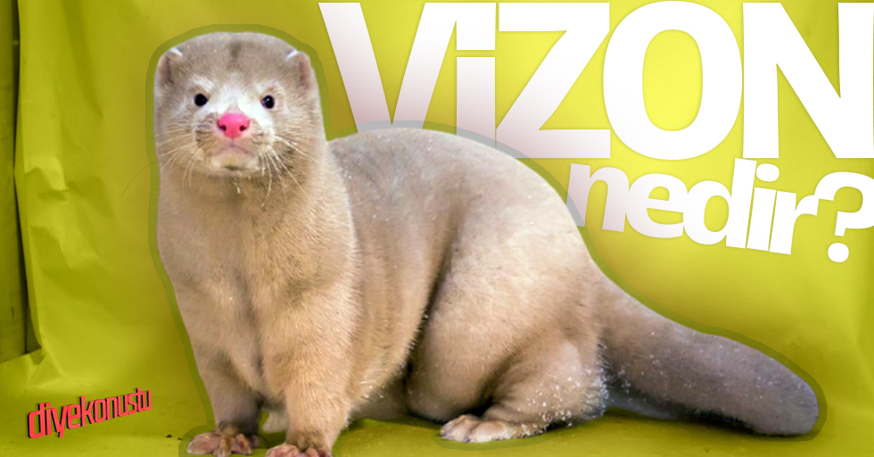 Vizon nedir? Vizonlar nerede yaşar?