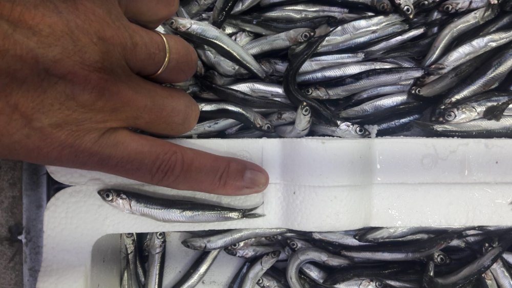 Baskandan Hamsinin Boyu Kucuk Diyenlere Tepki Irisi Var Da Biz Mi Avlamiyoruz Jpg