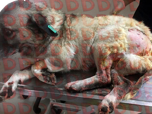 Cani Ogretmenden Mahkemede Sok Ifadeler Ben Yapsam Ne Olacak Jpg