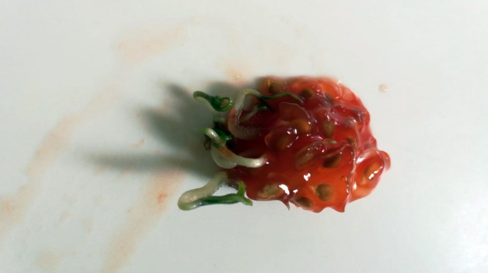 Domates Uretime Gecti Jpg