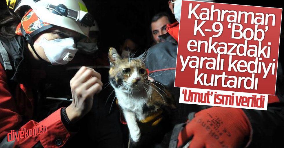 Kahraman K 9 Arama Kopegi Enkazdaki Yarali Kediyi Buldu Jpg