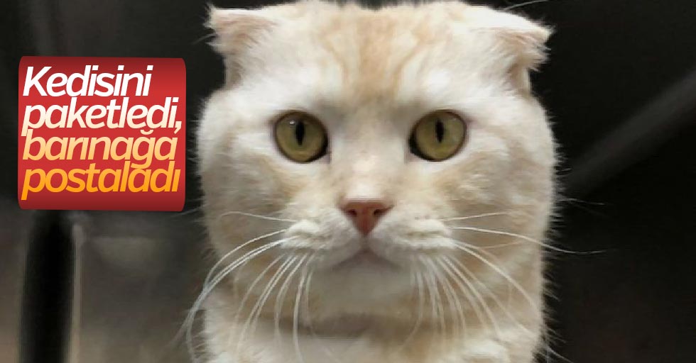 Kedisini Paketleyip Barinaga Postaladi Jpg